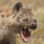 Hyena