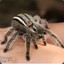 Scarantula