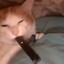 NEVERPAYTAX NightVert