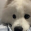 小九