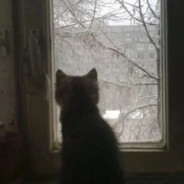 口袋里的沙丁鱼