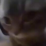 chipi chipi chapa chapa
