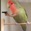 Bird With A Glock