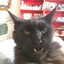 True One Alpha Whiskas