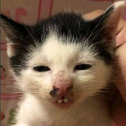 the turns have tabled 🐀