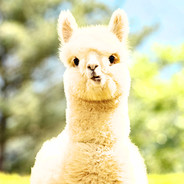 alpaca_cute