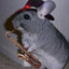 a chinchilla