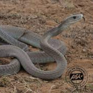 Wrocławska Czarna Mamba