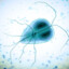 Giardia lamblia