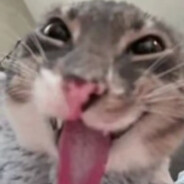 绵鲤