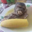 Sopa de Macaco