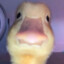 Dr_Ducking_Duck