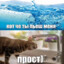 Вода:Кот, зач пьеш