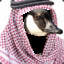 Arab goose