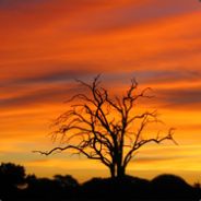 thebaobab