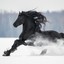 BLACK HORSE