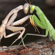 МОШОНКА БАГАМОЛА