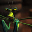 Mantis