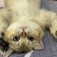 终极杀人王火云邪神