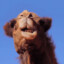 gamal