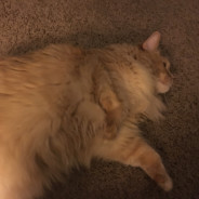 Fat Cat