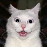 N(.)(.)bie B(.)(.)bies