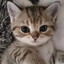 Homkaaa ♡ | crazypub.ru