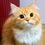 你要杀了我吗我的朋友