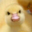 unluckyducky