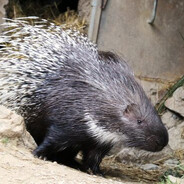 Dikobraz_SKINS - steam id 76561199826822124