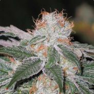 Ins0mN|ac - steam id 76561197965529214