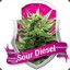 NYC_SourDiesel