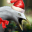 Festive Seagull