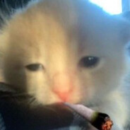 mentally 4k elo - steam id 76561199642071022