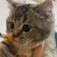 抽烟耄耄头