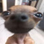 Doggo