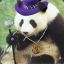 Pimpin Panda