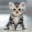 kitten #3