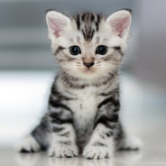 kitten #3