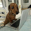 Weiner dog