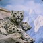 Snow Leopard