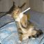 Smoking Cat