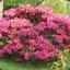 RODODENDRON