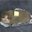 Baked Potato Cat