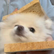 啥活都抢只会得腱鞘炎