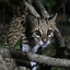 Kari Ocelot