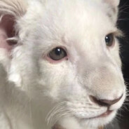 他说他是山里灵活的狗