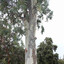 Southern Blue Gum