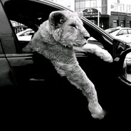 aslan yakışmaz kafeste