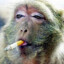 munkeynutts420